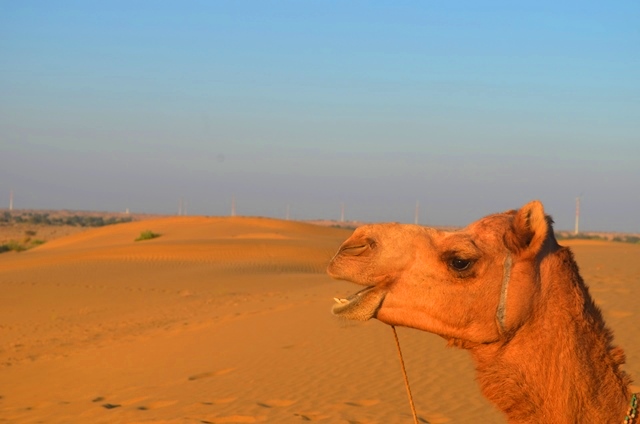 Camel Safari Jaisalmer