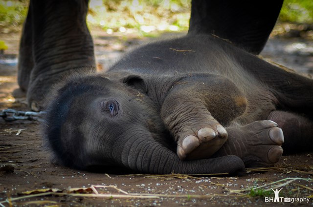 13-days-old-elephant