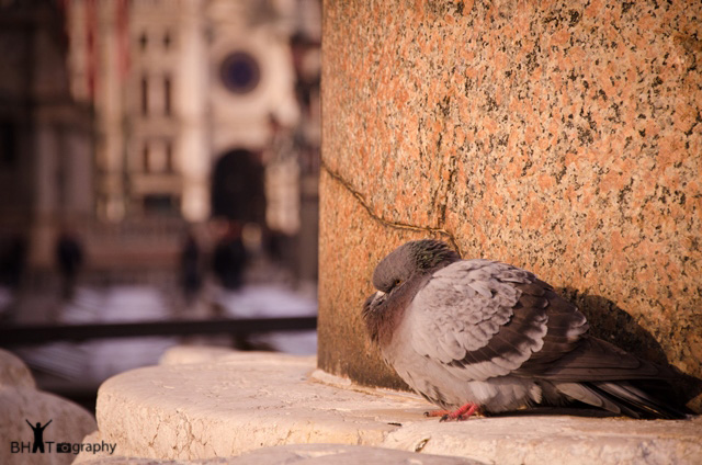Bird Venice