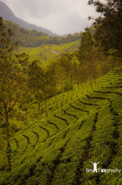 Tea Estates Waynad