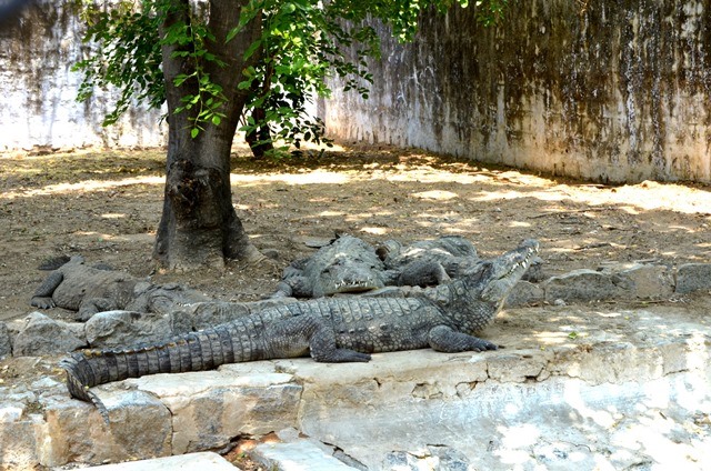 hogenakkal Camping